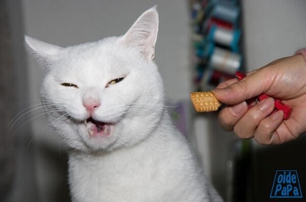 ちょっとクスッとくる猫の画像