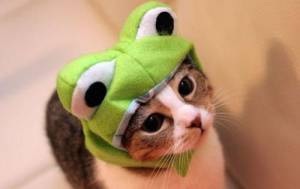 ちょっとクスッとくる猫の画像