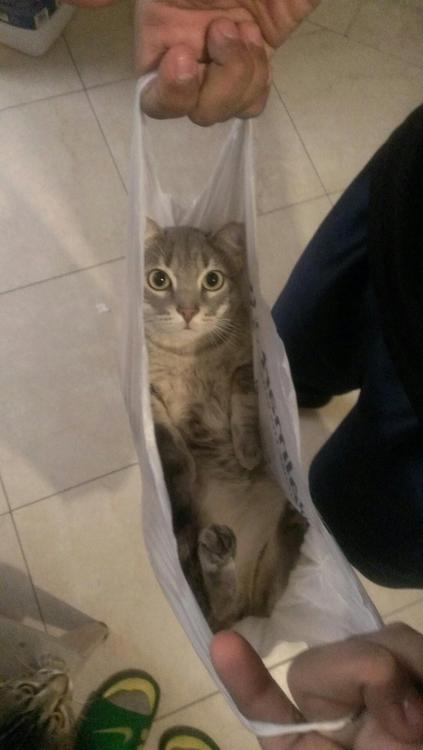ちょっとクスッとくる猫の画像