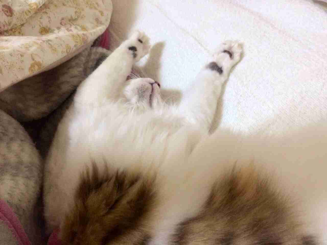 ちょっとクスッとくる猫の画像