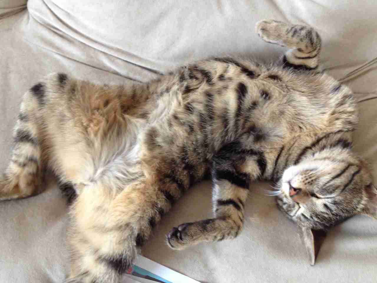 ちょっとクスッとくる猫の画像