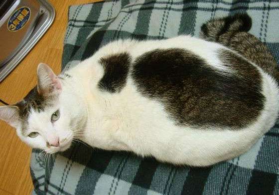 ちょっとクスッとくる猫の画像