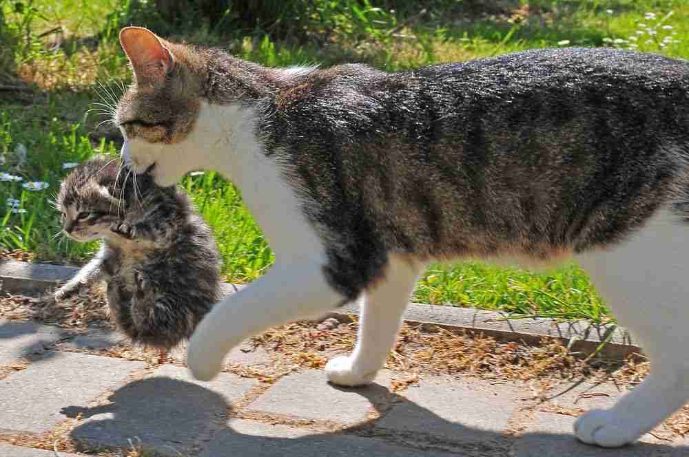 ちょっとクスッとくる猫の画像