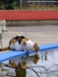 ちょっとクスッとくる猫の画像