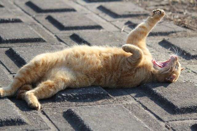 ちょっとクスッとくる猫の画像
