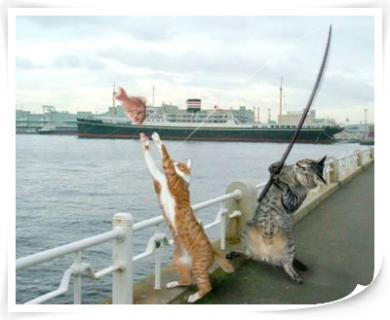 ちょっとクスッとくる猫の画像