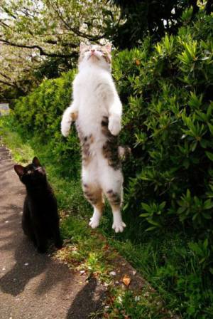 ちょっとクスッとくる猫の画像
