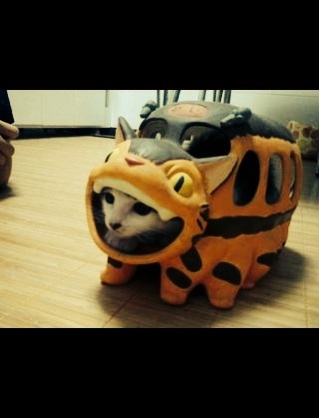 ちょっとクスッとくる猫の画像