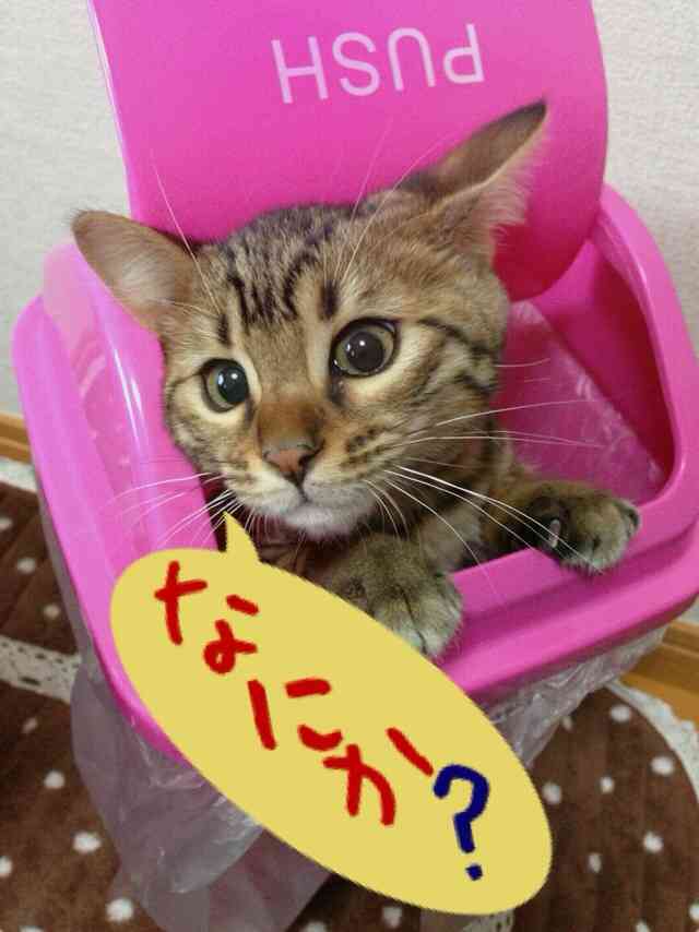 ちょっとクスッとくる猫の画像