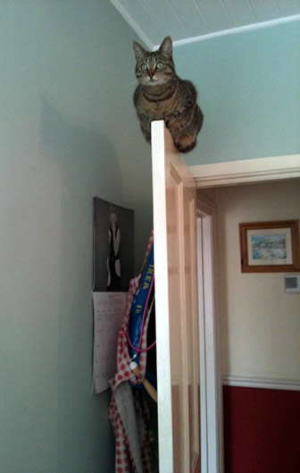 ちょっとクスッとくる猫の画像
