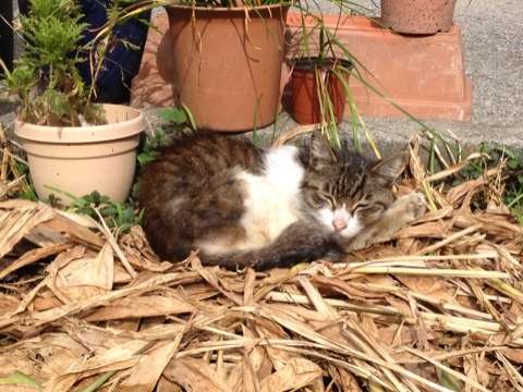 ちょっとクスッとくる猫の画像