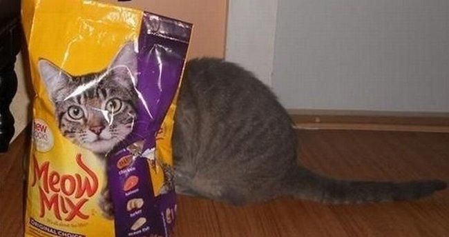 ちょっとクスッとくる猫の画像