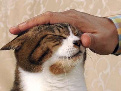 ペットの喜ぶところ。
