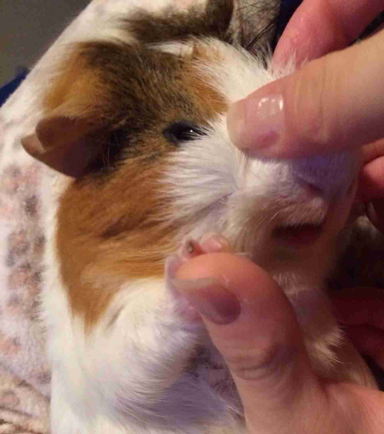 ペットの喜ぶところ。