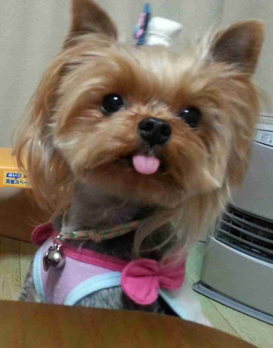 あなたのペットの名前と由来は??