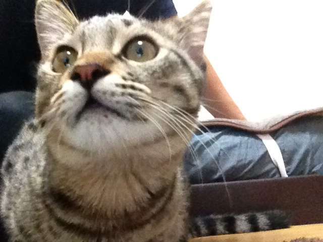 あなたのペットの名前と由来は??