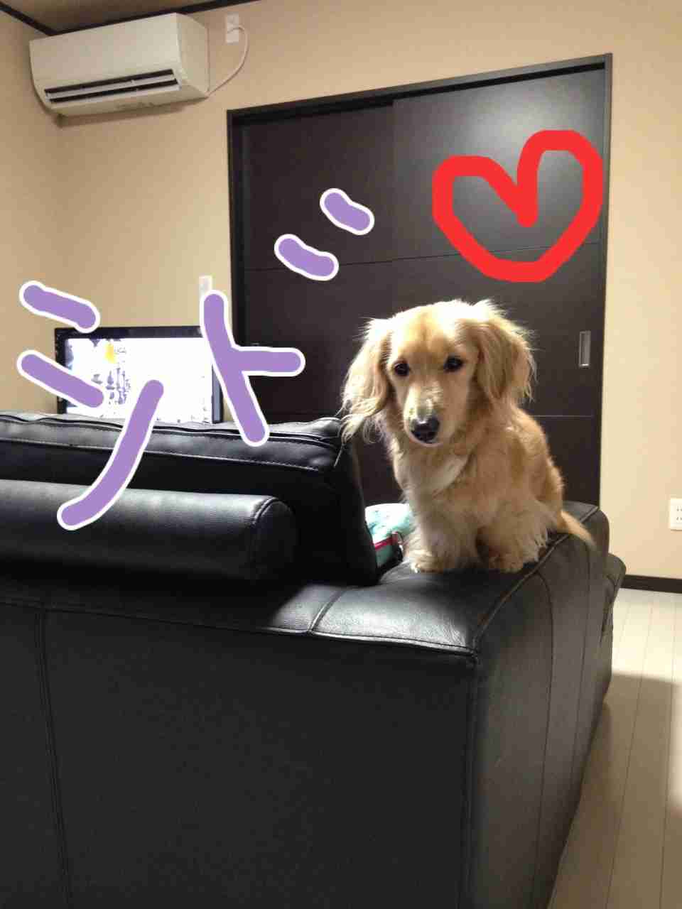 あなたのペットの名前と由来は??