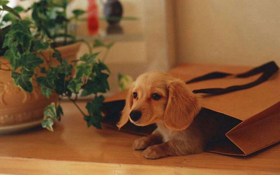 心が洗われるような画像ください
