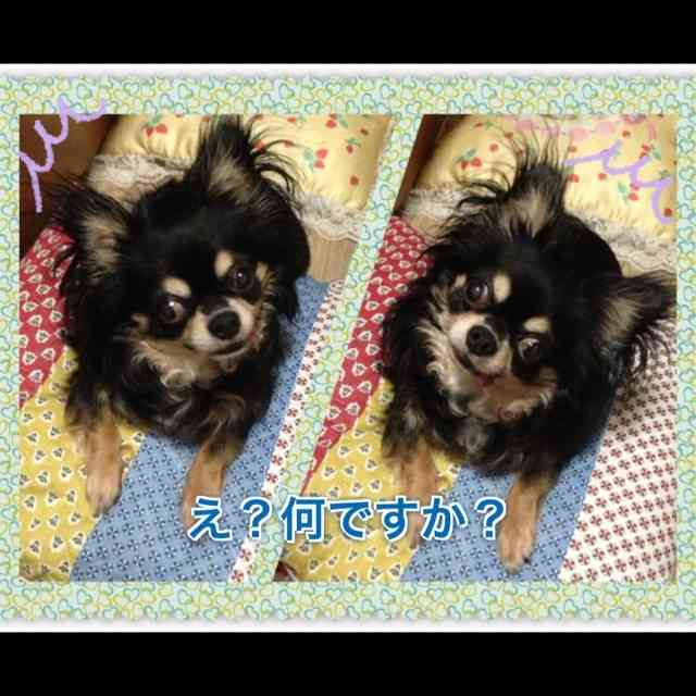 愛犬の癒される行動