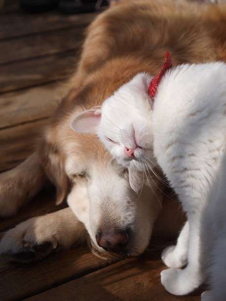 愛犬の癒される行動