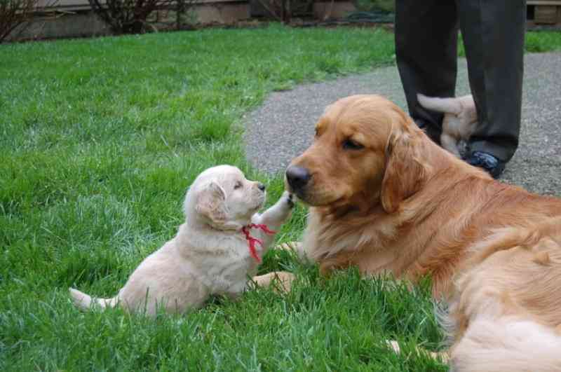 愛犬の癒される行動