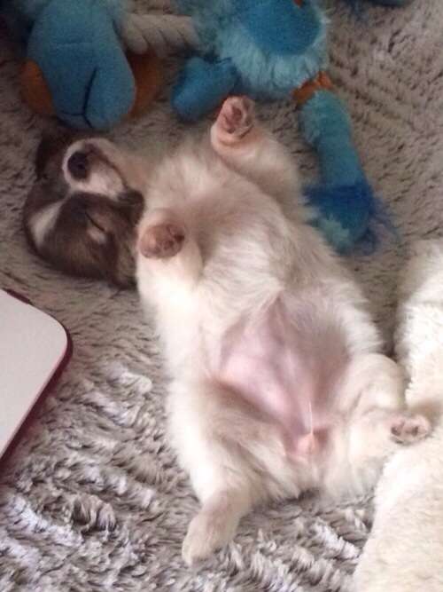 愛犬の癒される行動