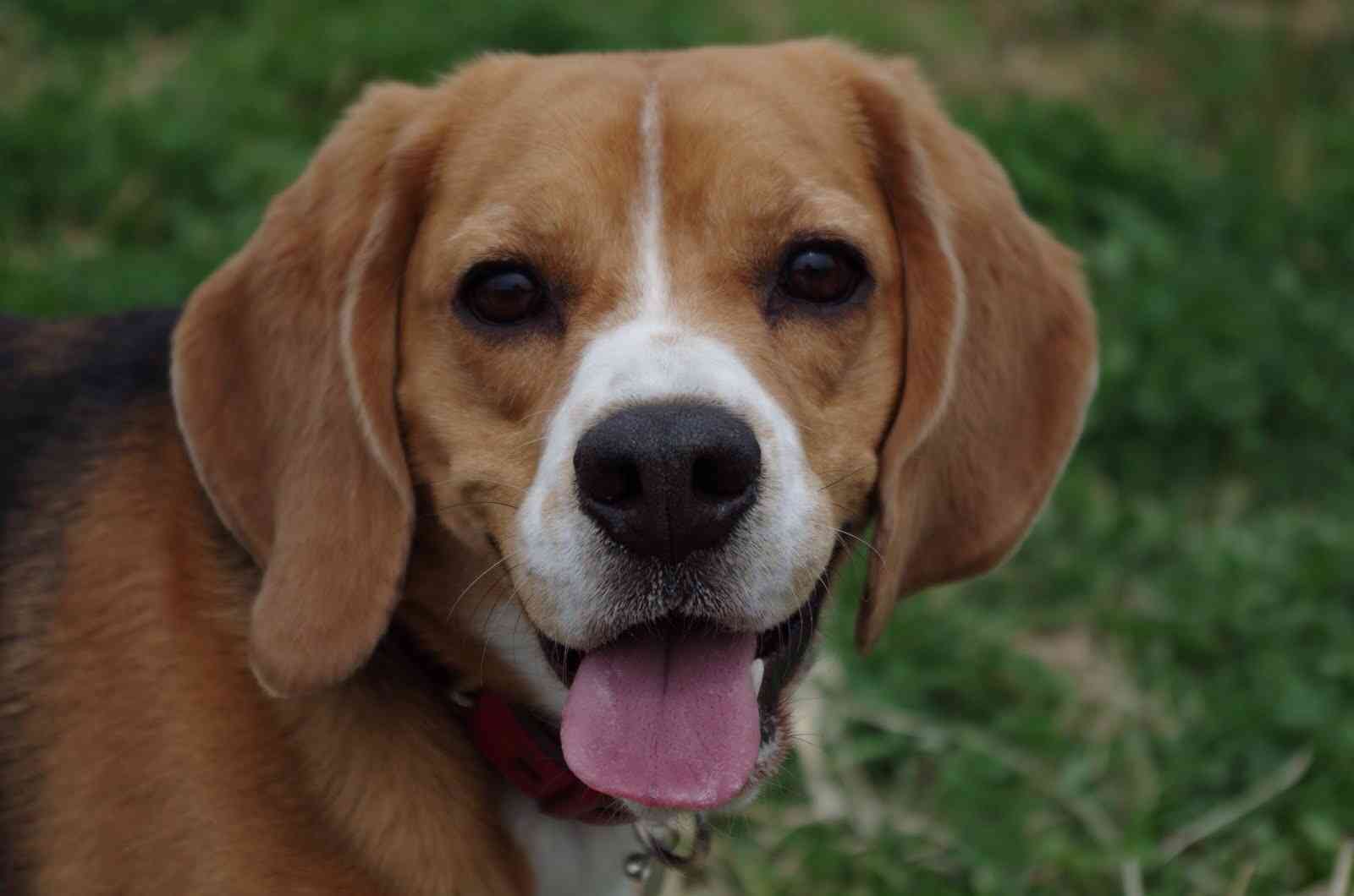 愛犬の癒される行動