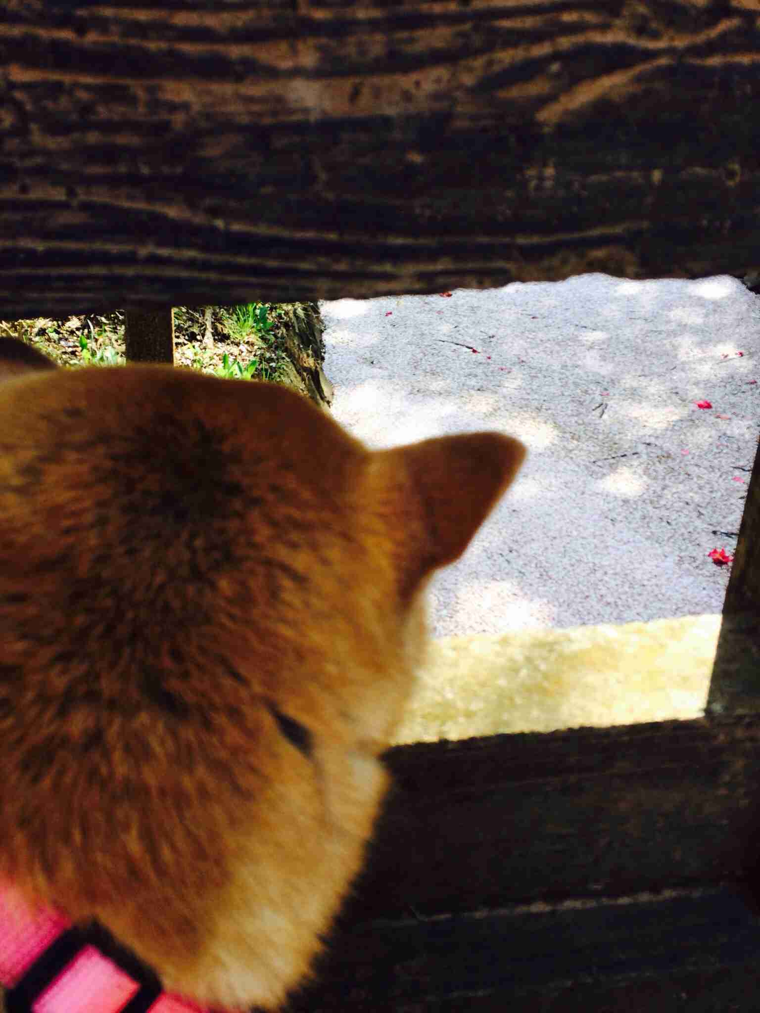愛犬の癒される行動