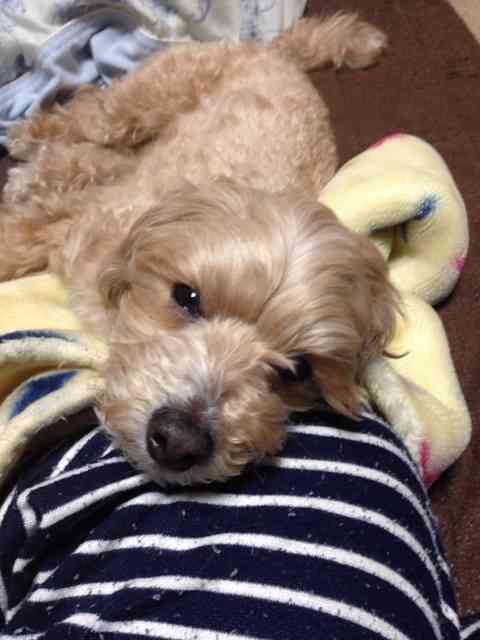 愛犬の癒される行動
