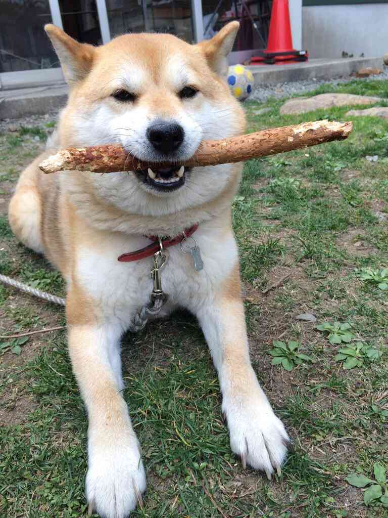 愛犬の癒される行動