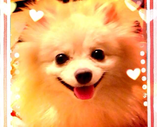 愛犬の癒される行動
