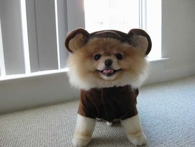 愛犬の癒される行動