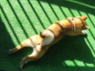愛犬の癒される行動