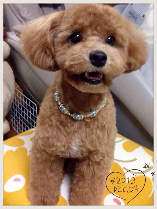 愛犬の癒される行動