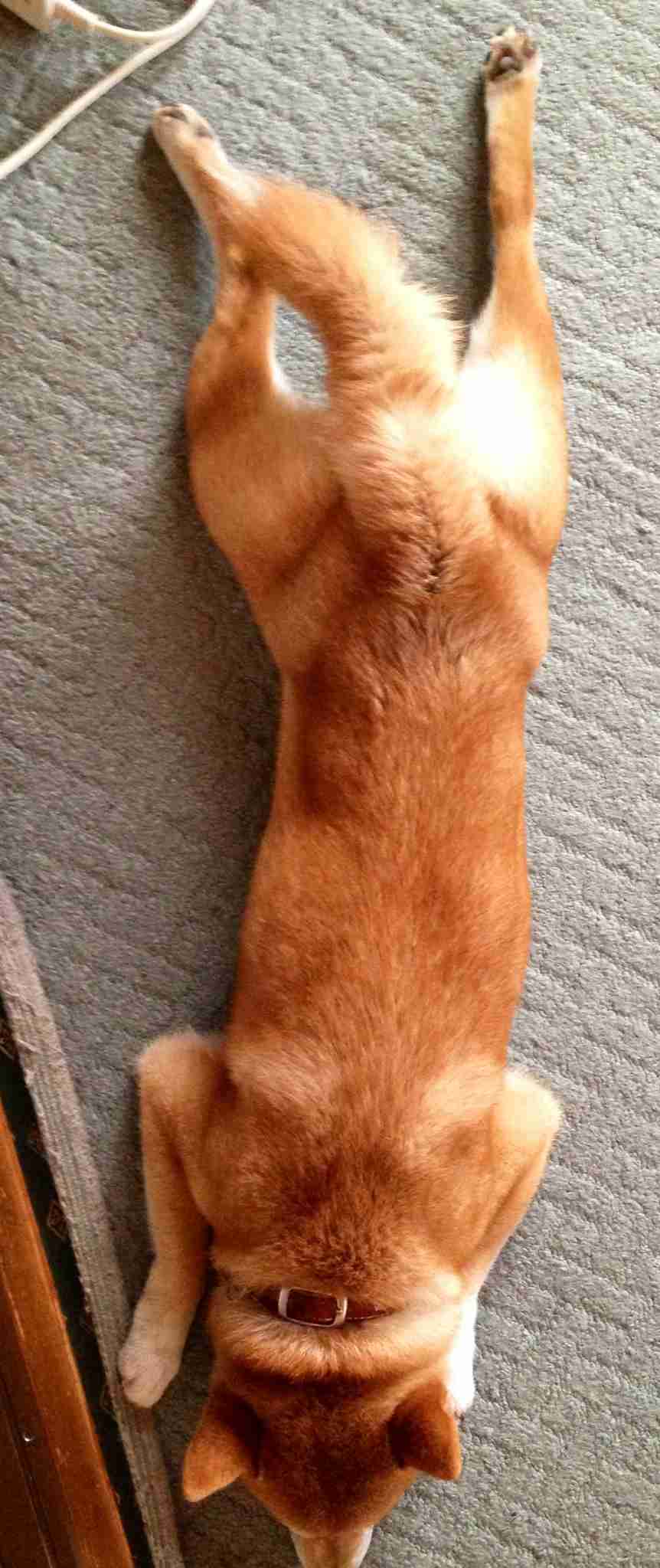 愛犬の癒される行動