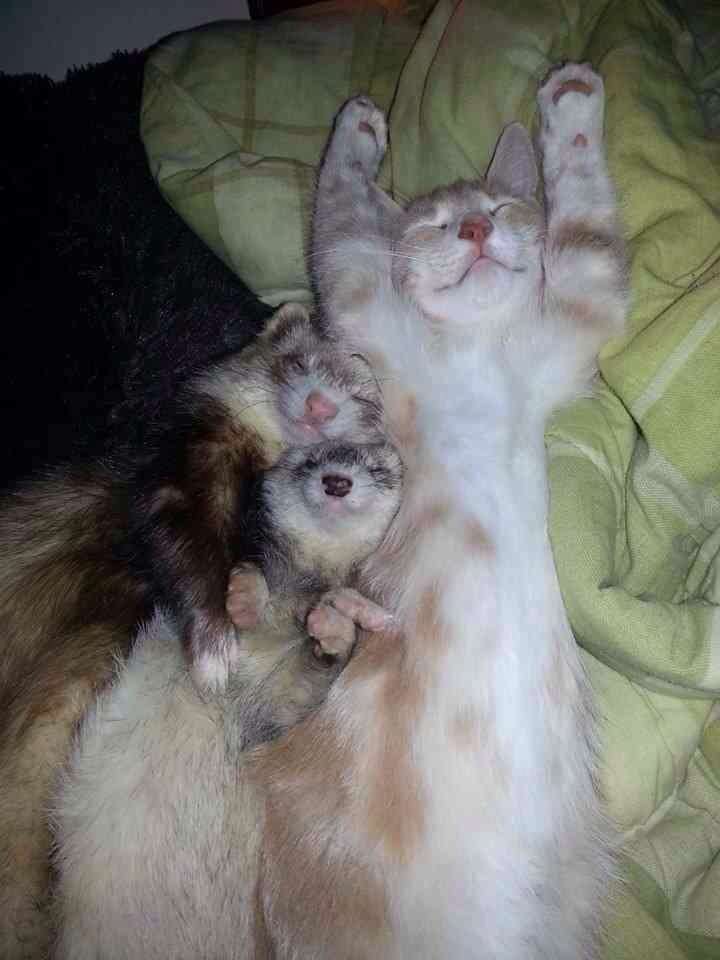 【画像】仲の良い猫とフェレットが可愛い