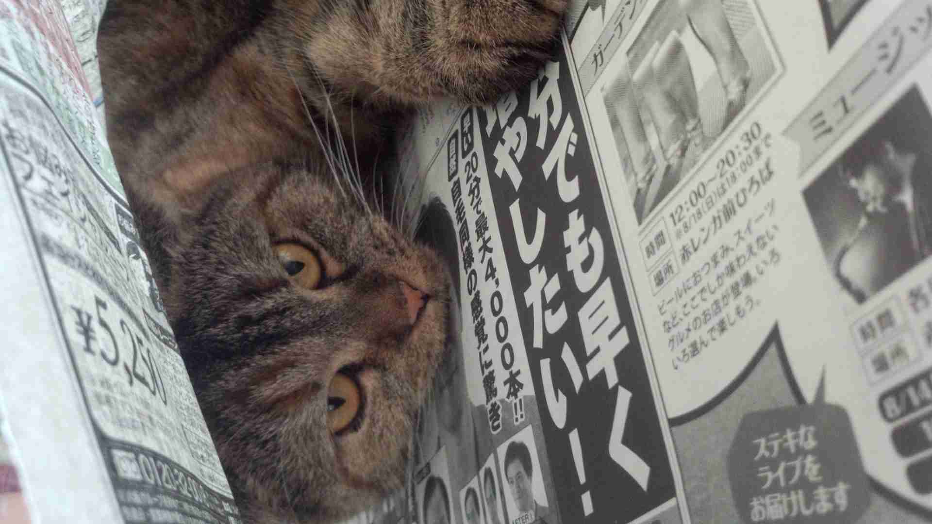 猫が人の邪魔をするのはなぜ？ 