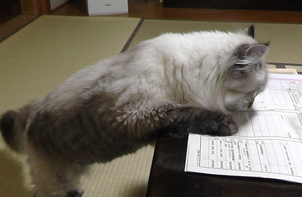 猫が人の邪魔をするのはなぜ？ 