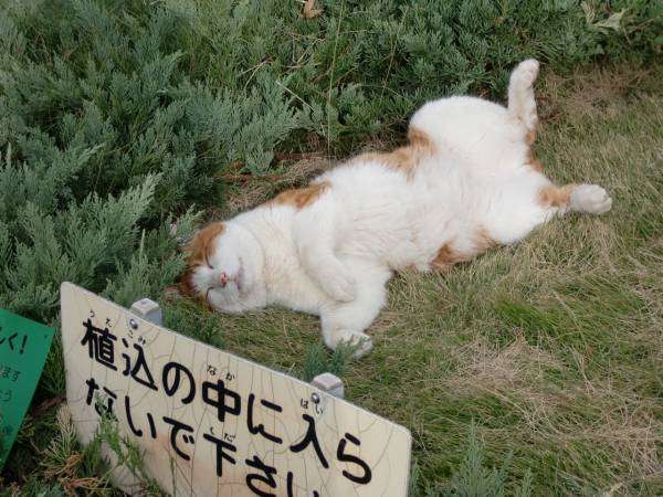 猫が人の邪魔をするのはなぜ？ 