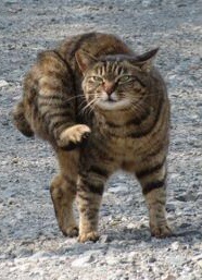 既婚者には言えない独身者の本音