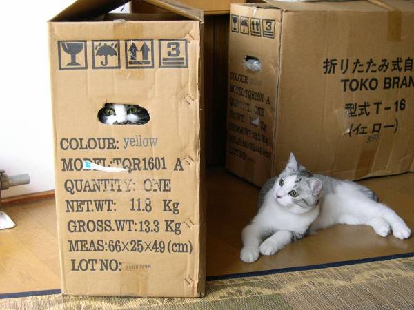 猫でダンボールの「顔ハメ看板」遊びをしたらかわいすぎる件w