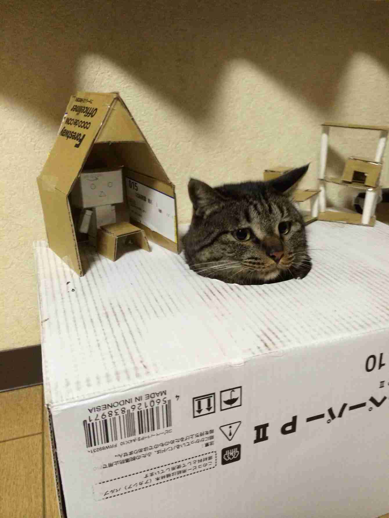 猫でダンボールの「顔ハメ看板」遊びをしたらかわいすぎる件w