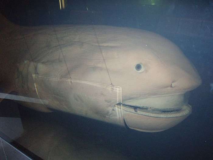 深海魚好きな人集まれー!