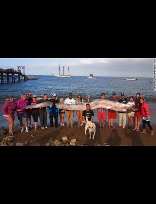 深海魚好きな人集まれー!