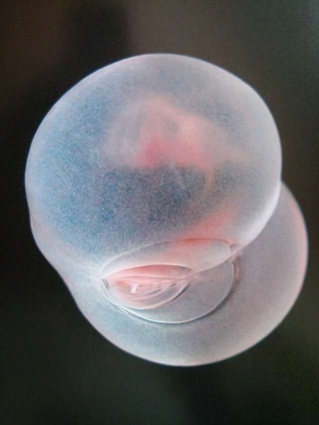 深海魚好きな人集まれー!