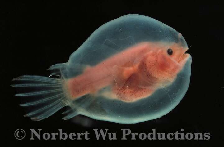 深海魚好きな人集まれー!