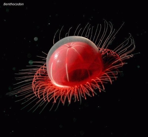 深海魚好きな人集まれー!