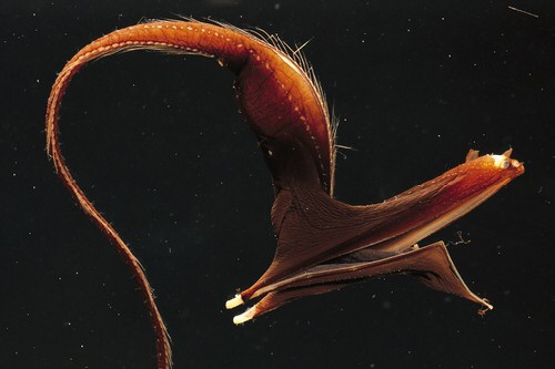 深海魚好きな人集まれー!