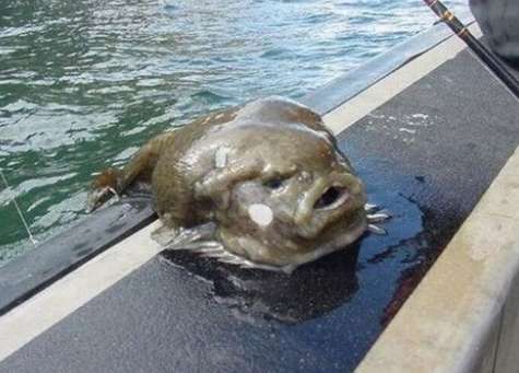 深海魚好きな人集まれー!