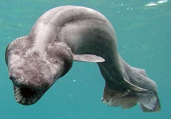 深海魚好きな人集まれー!